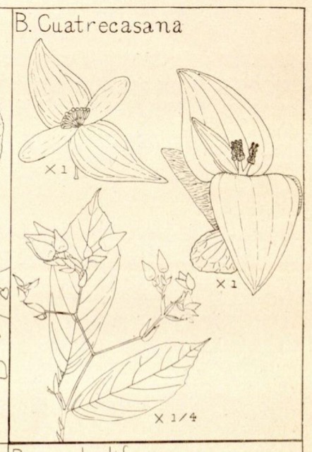 B. cuatrecasasiana
